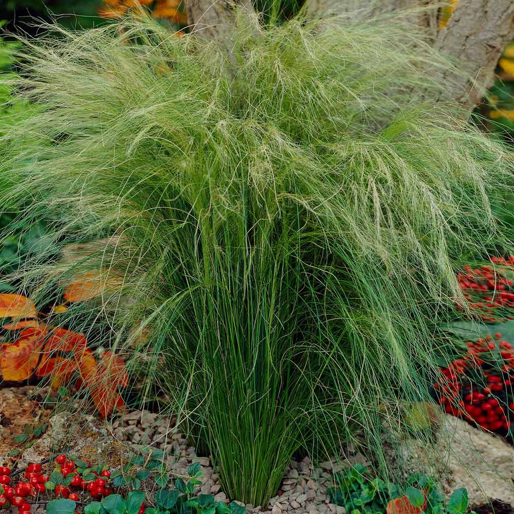 Mexican Feather Grass