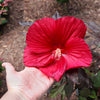Midnight Marvel Hardy Hibiscus