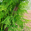 Moringa Tree