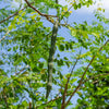 Moringa Tree