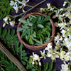 Moringa Tree