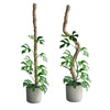 Mossify The Original Bendable Moss Pole™
