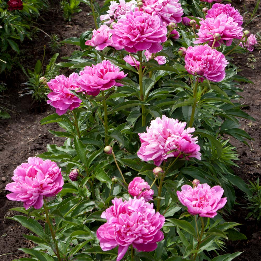 Mr. Ed Peony