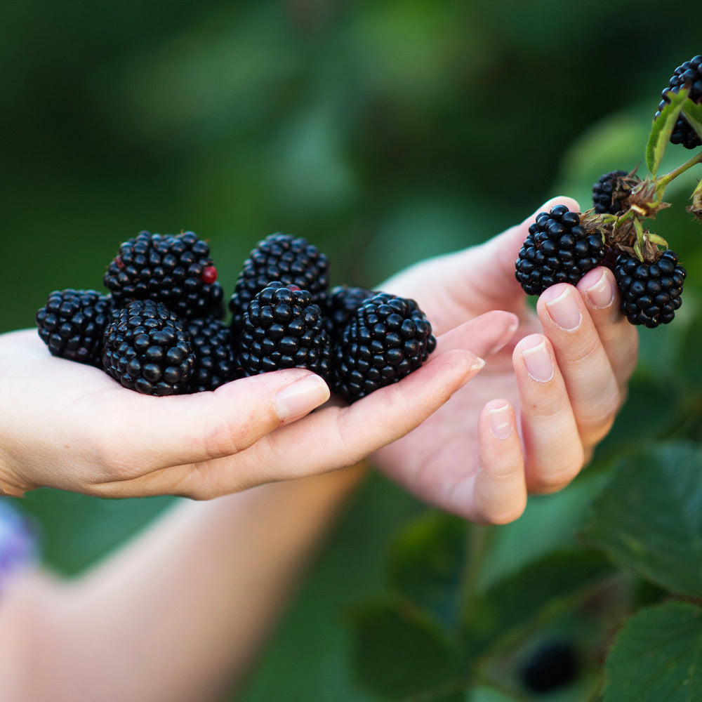 Navaho Thornless Blackberry Bush