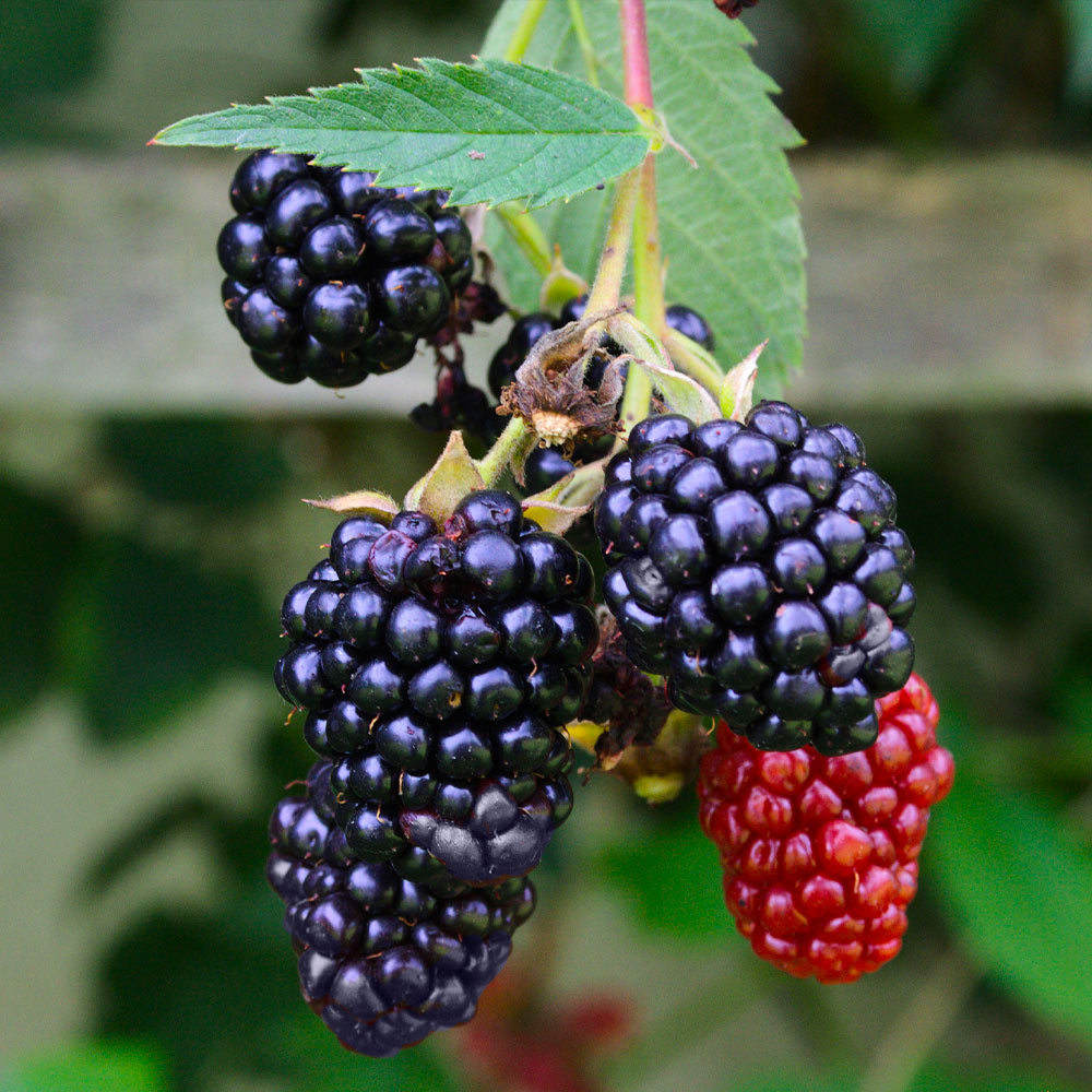 Navaho Thornless Blackberry Bush
