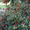 Nellie Stevens Holly Shrub
