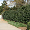 Nellie Stevens Holly Shrub