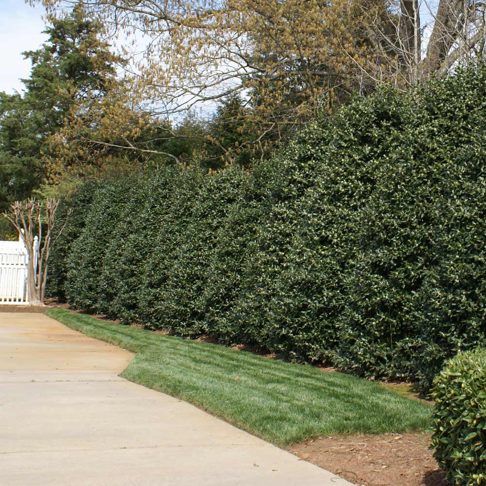 Nellie Stevens Holly Shrub