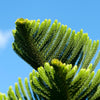 Norfolk Island Pine Tree
