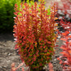 Southern Living® Orange Rocket Barberry Shrub