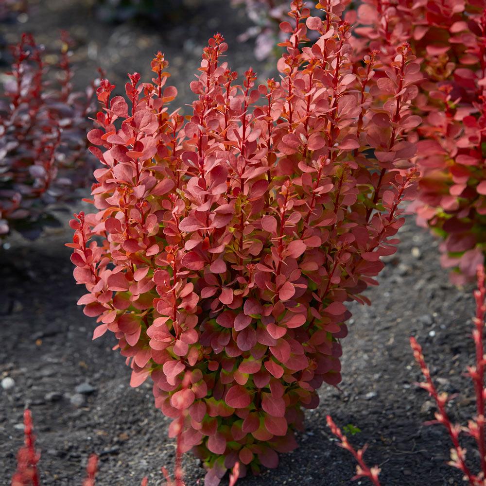 Southern Living® Orange Rocket Barberry Shrub