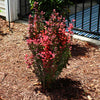 Southern Living® Orange Rocket Barberry Shrub