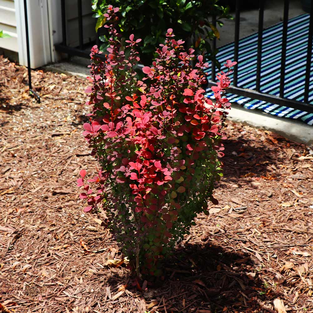 Southern Living® Orange Rocket Barberry Shrub