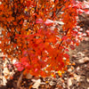 Southern Living® Orange Rocket Barberry Shrub