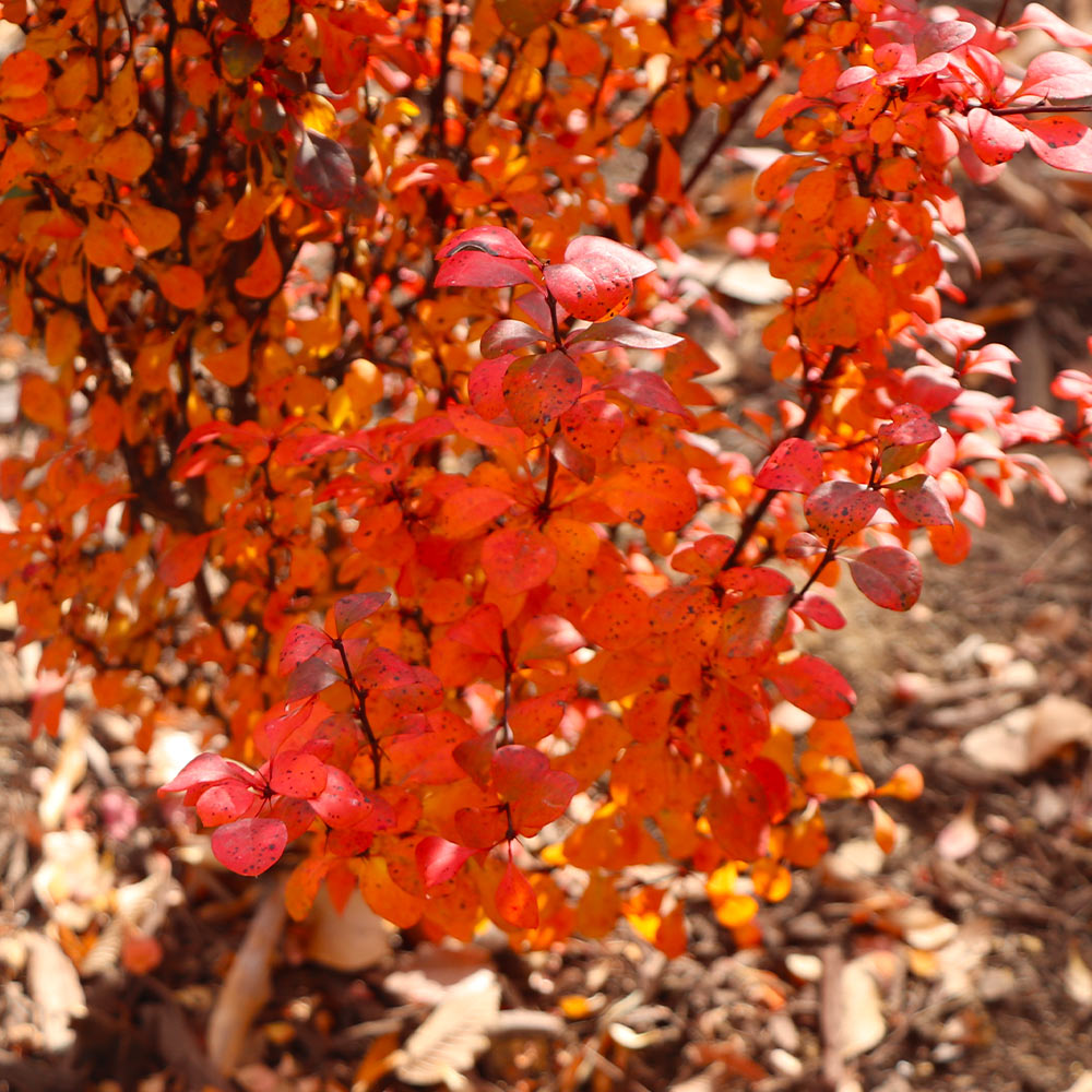 Southern Living® Orange Rocket Barberry Shrub