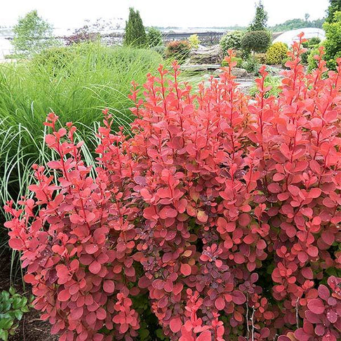 Southern Living® Orange Rocket Barberry Shrub