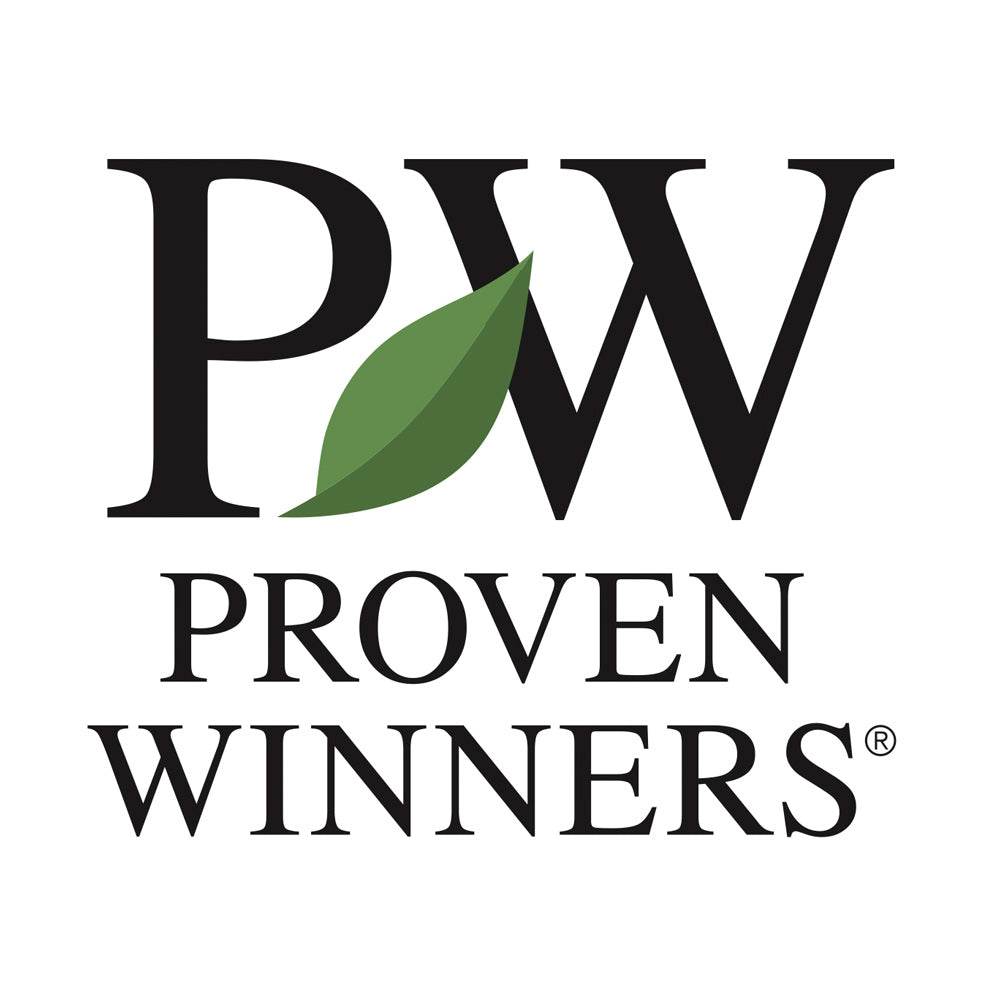Proven Winners® Skinny Fit® Ginkgo Tree