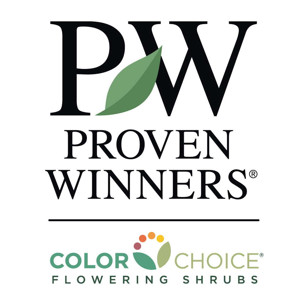 Proven Winners® Bloomerang® Lilac Shrub