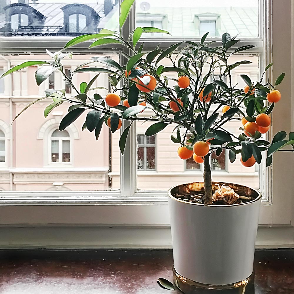 Page Mandarin Tree