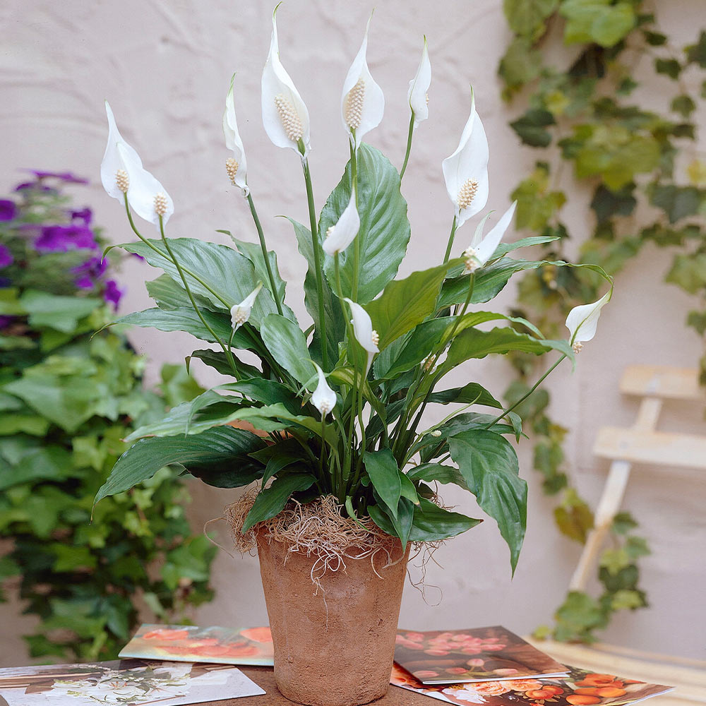 Peace Lily Plant