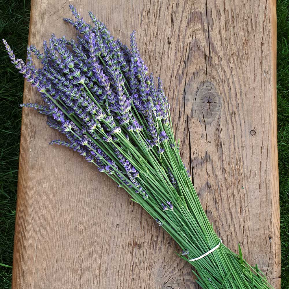 Southern Living® Phenomenal™ Lavender Plant