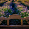 Southern Living® Phenomenal™ Lavender Plant