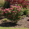 Double Pink Knock Out® Rose Shrub