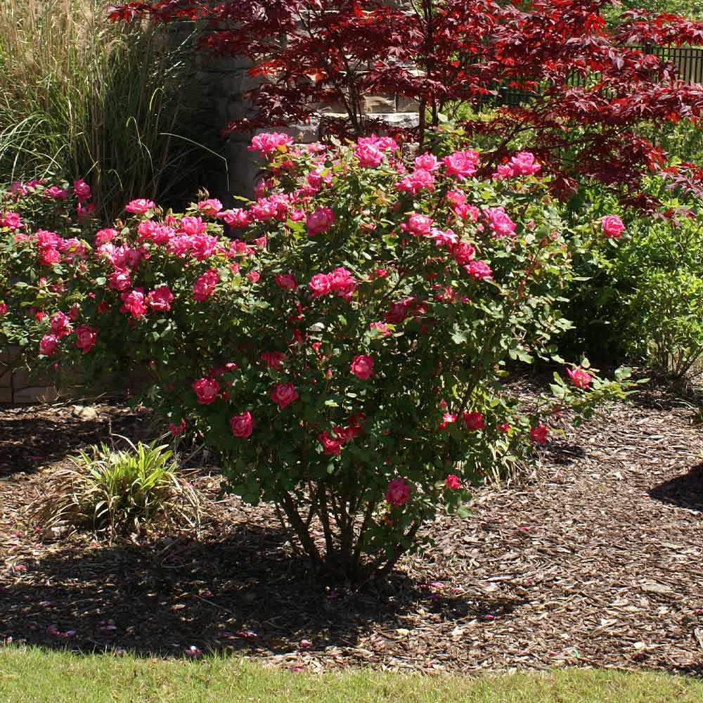Double Pink Knock Out® Rose Shrub