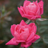 Double Pink Knock Out® Rose Shrub