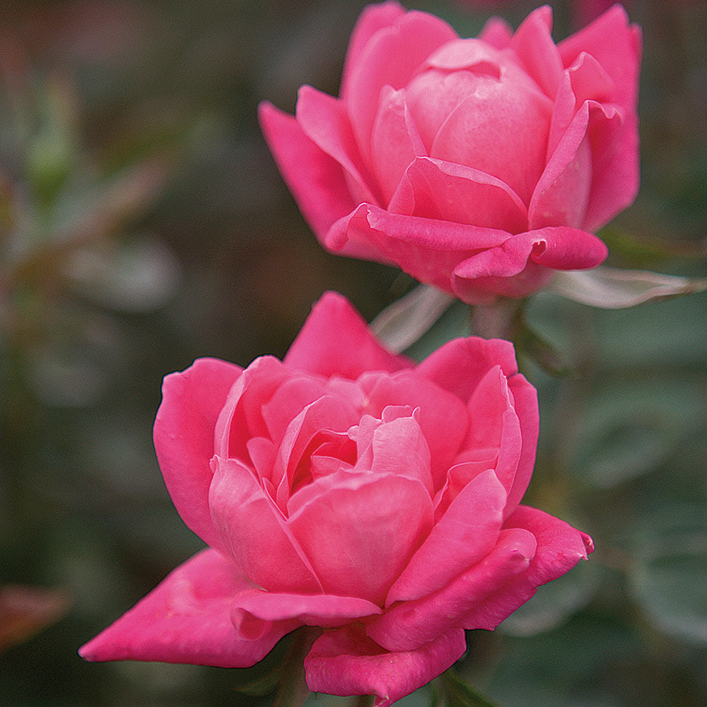 Double Pink Knock Out® Rose Shrub