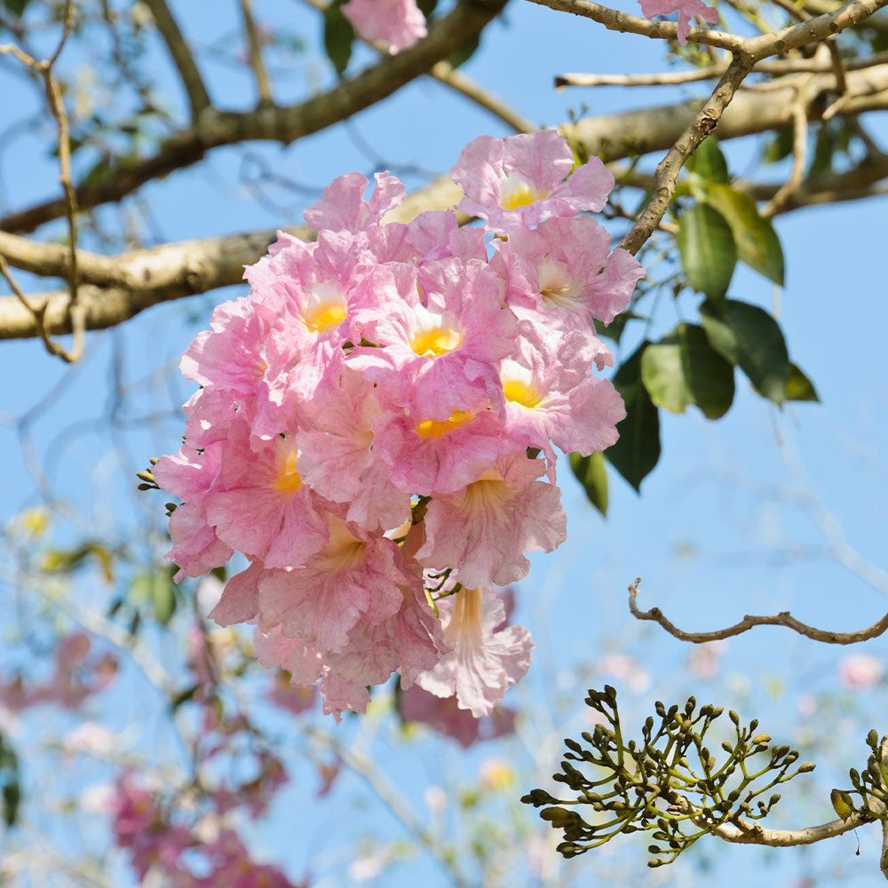 Pink Trumpet Tree