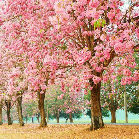 Pink Trumpet Tree