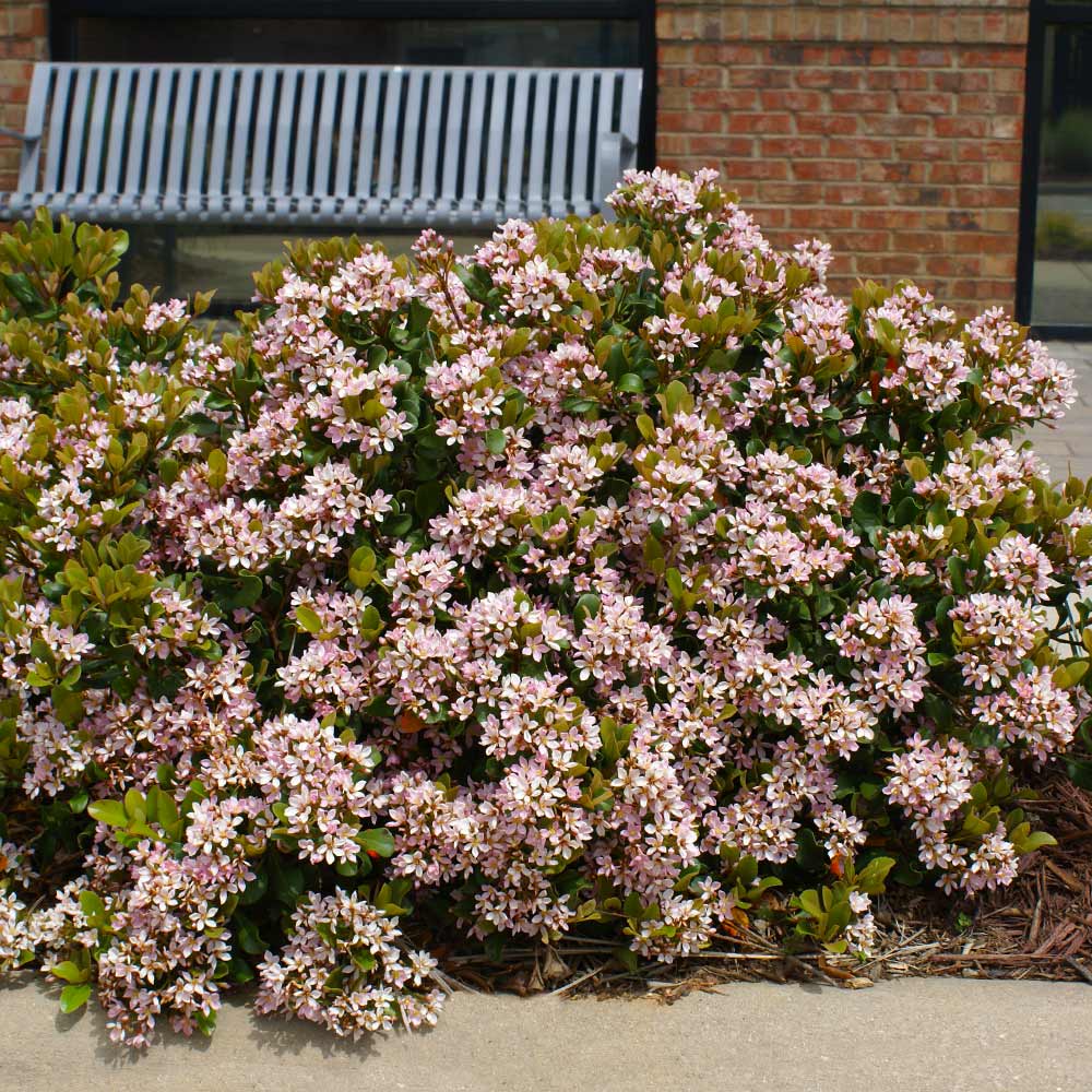 Pinkie Indian Hawthorn Shrub