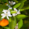 Pixie Mandarin Tree