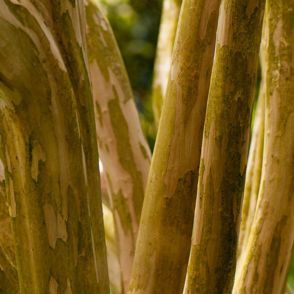 Pink Velour Crape Myrtle Tree