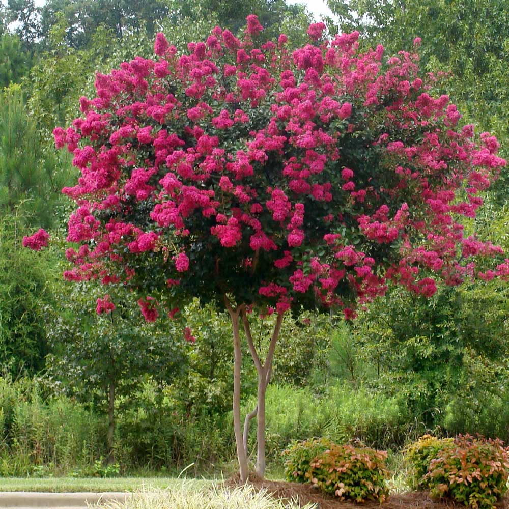 Pink Velour Crape Myrtle Tree