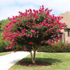 Pink Velour Crape Myrtle Tree