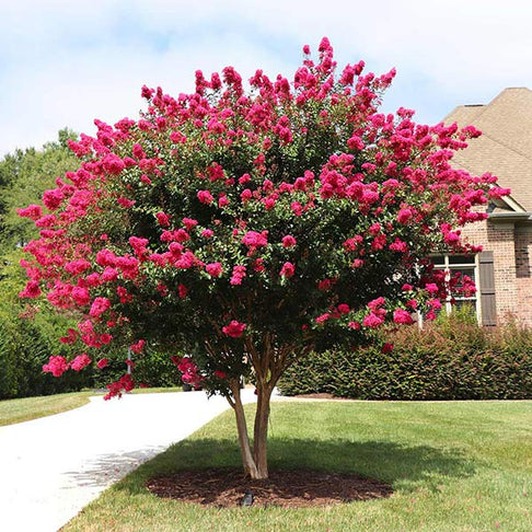 Pink Velour Crape Myrtle Tree