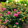 Pocomoke Crape Myrtle Shrub