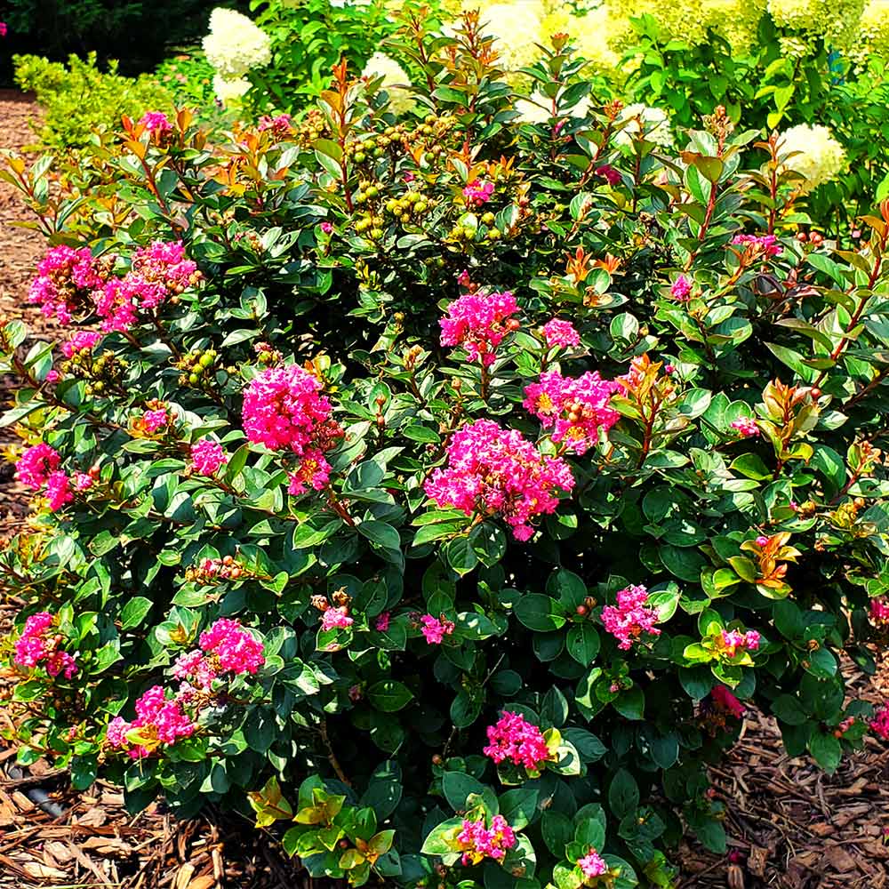 Pocomoke Crape Myrtle Shrub