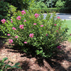 Pocomoke Crape Myrtle Shrub