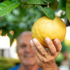 Ponderosa Lemon