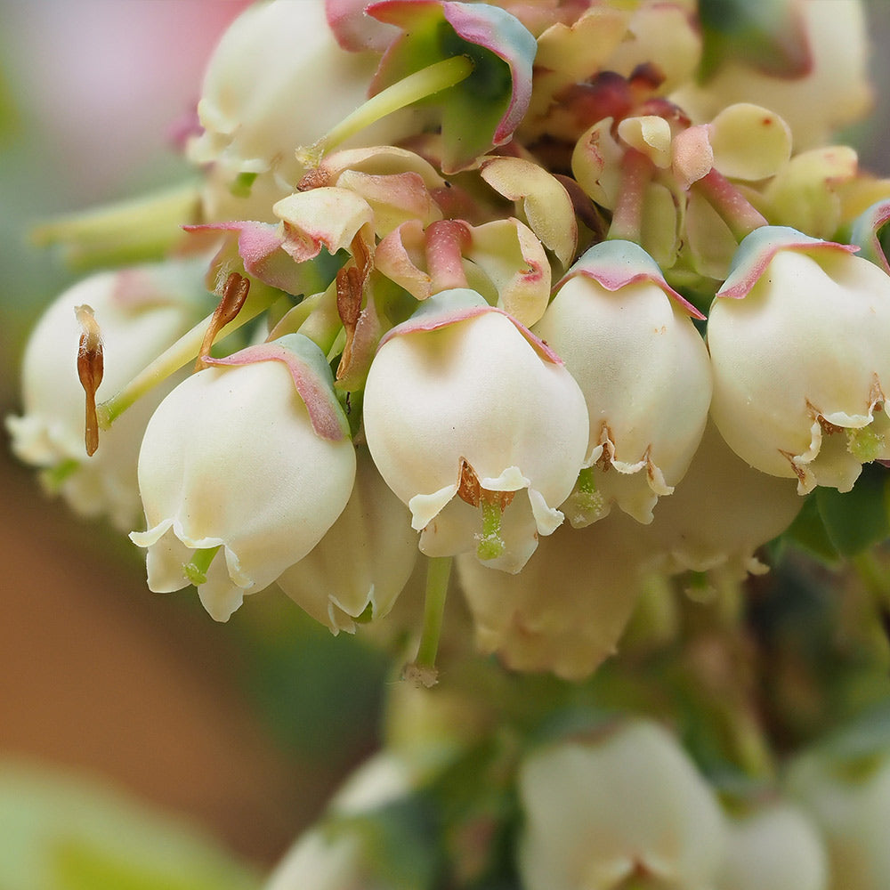 Premier Blueberry Bush