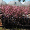 Southern Living® Profusion Crabapple Tree