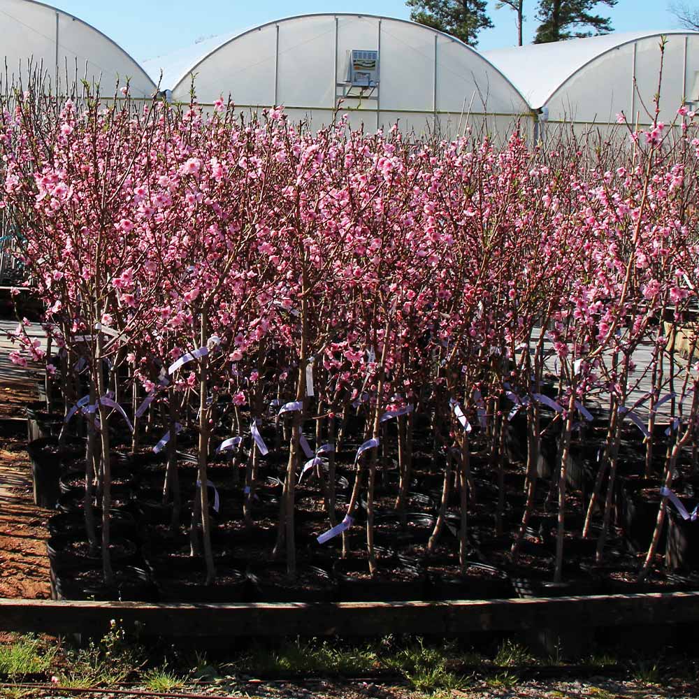Southern Living® Profusion Crabapple Tree