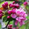 Southern Living® Profusion Crabapple Tree