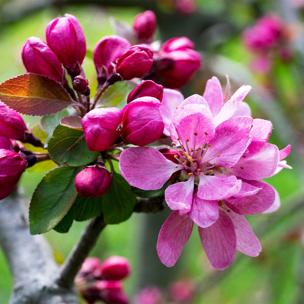 Southern Living® Profusion Crabapple Tree