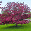 Southern Living® Profusion Crabapple Tree