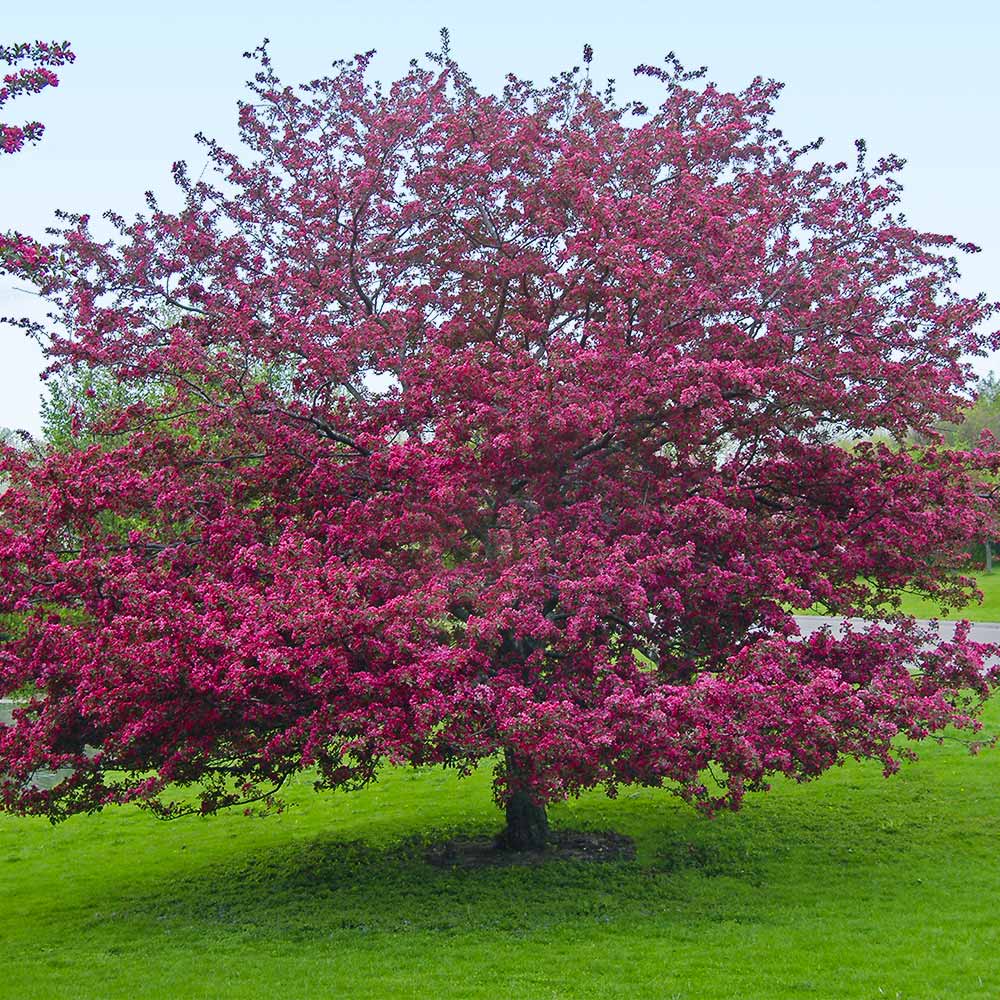 Southern Living® Profusion Crabapple Tree