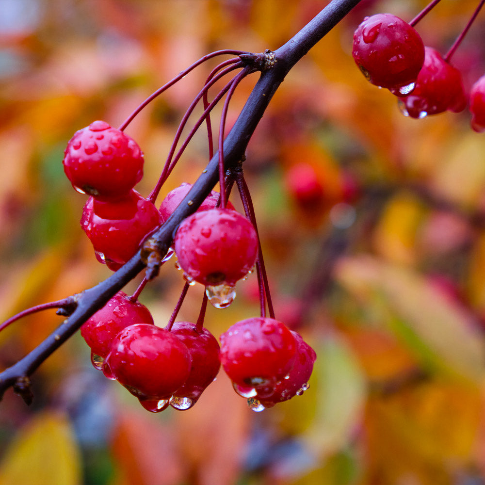 Southern Living® Profusion Crabapple Tree